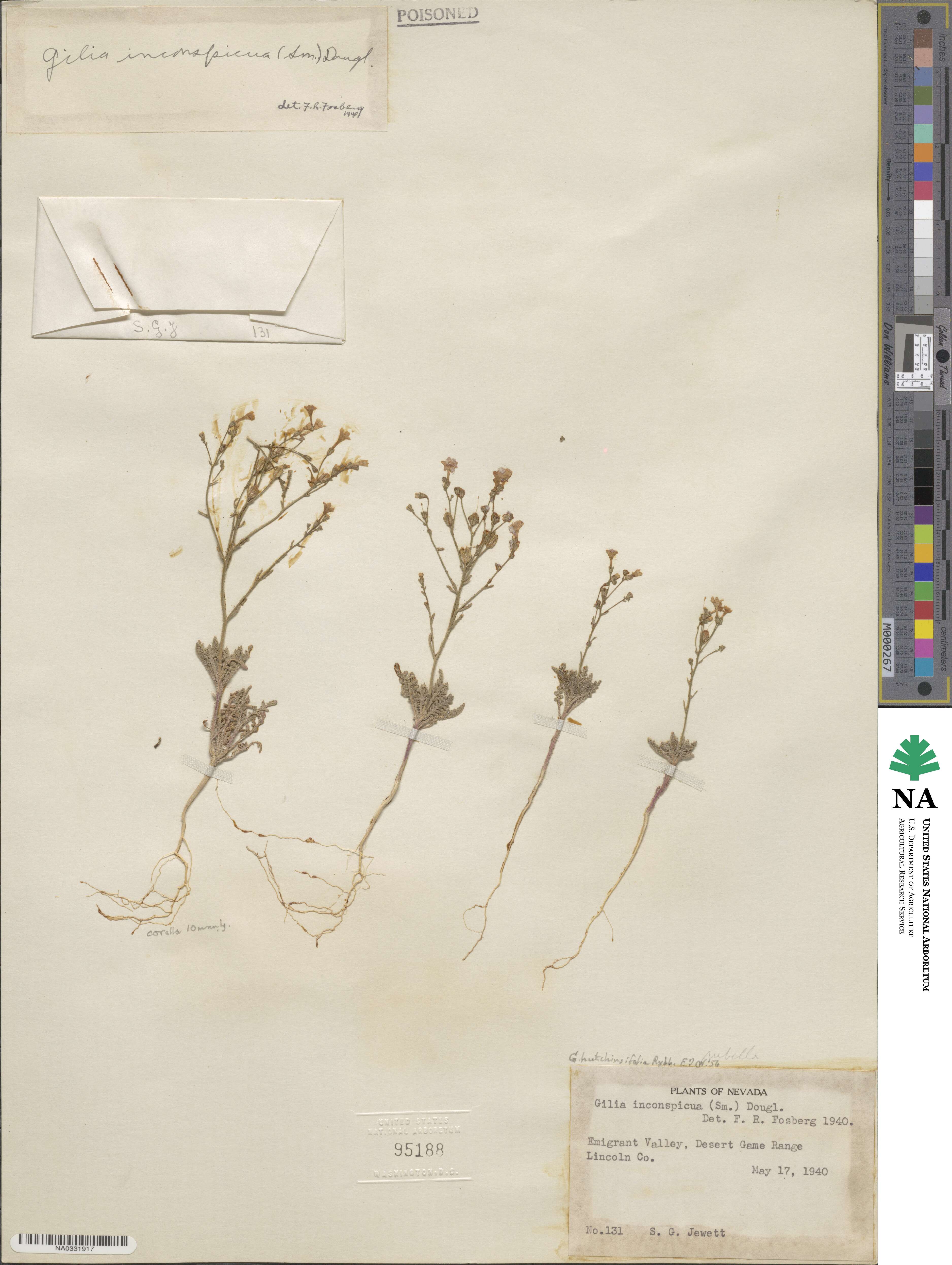 Aliciella hutchinsifolia image