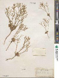 Aliciella hutchinsifolia image