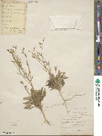 Aliciella hutchinsifolia image