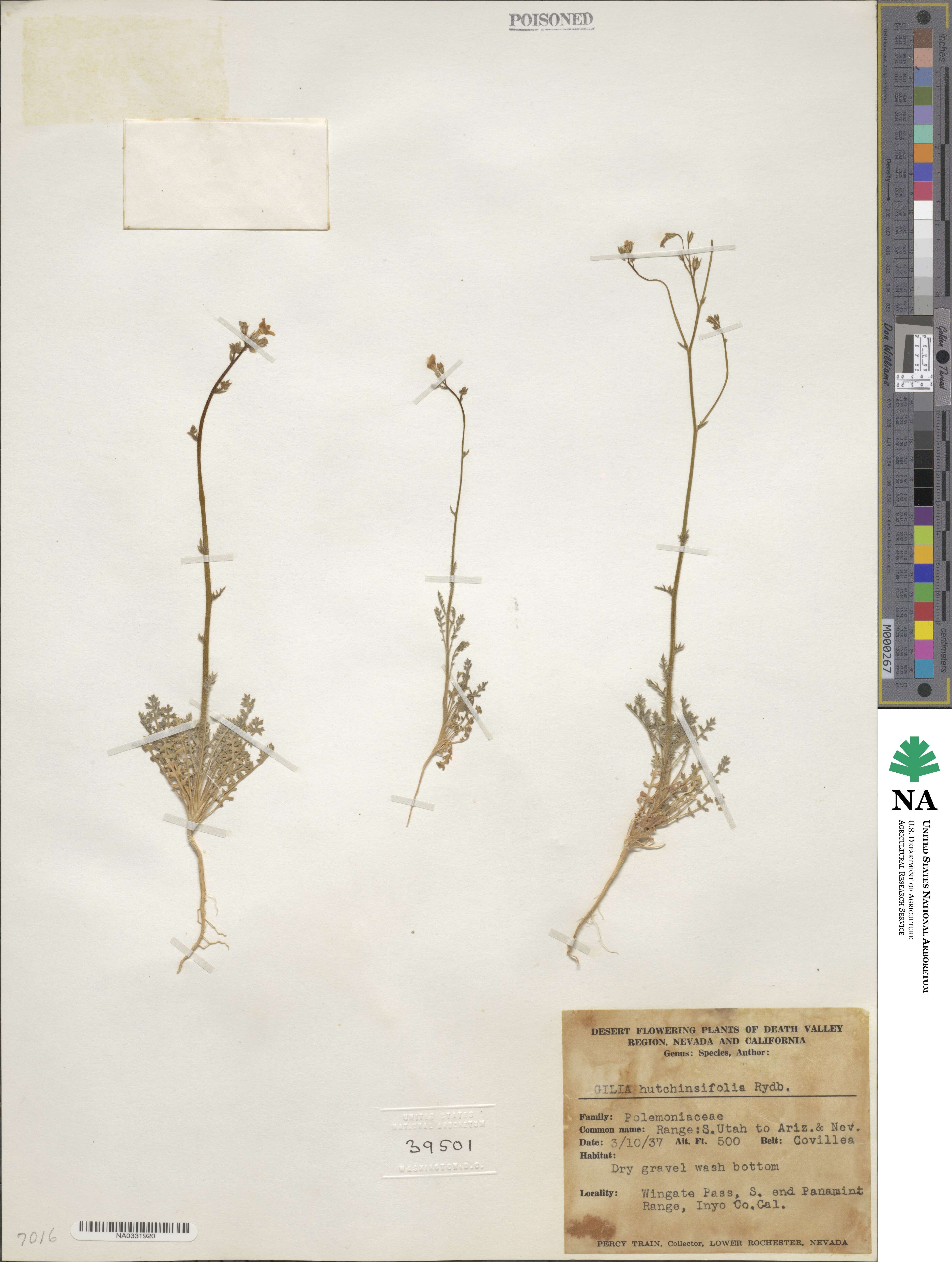 Aliciella hutchinsifolia image