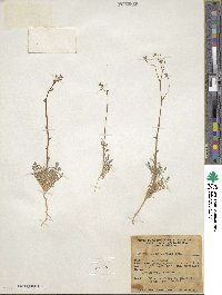 Aliciella hutchinsifolia image