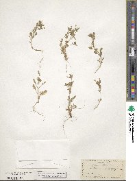 Collomia heterophylla image