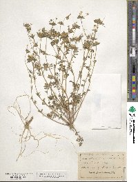 Collomia heterophylla image