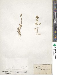 Collomia heterophylla image