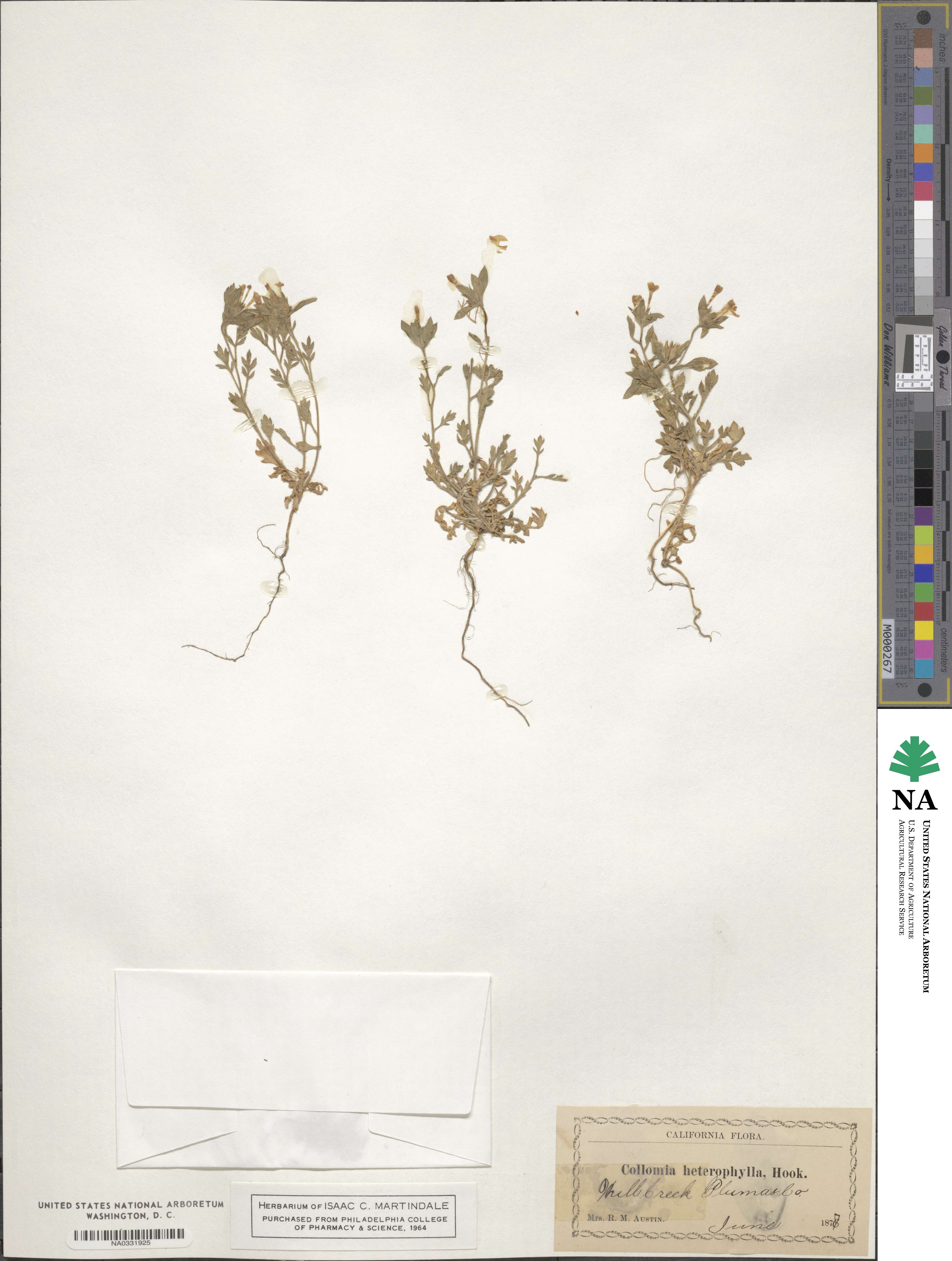 Collomia heterophylla image