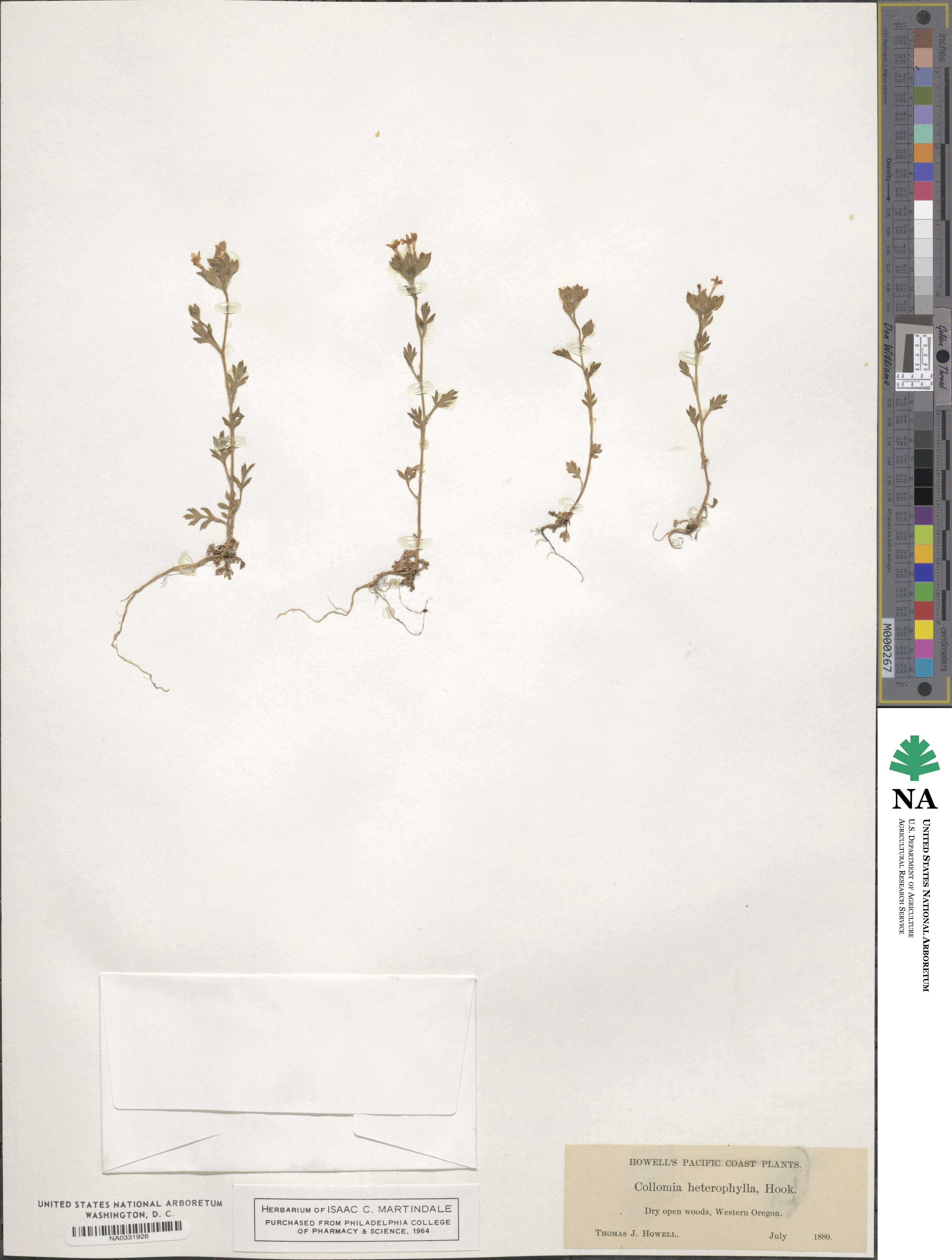 Collomia heterophylla image