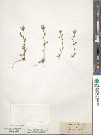 Collomia heterophylla image