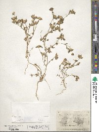 Collomia heterophylla image