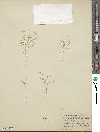 Navarretia leptalea subsp. leptalea image