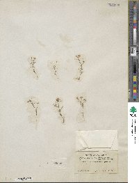 Navarretia leptalea image