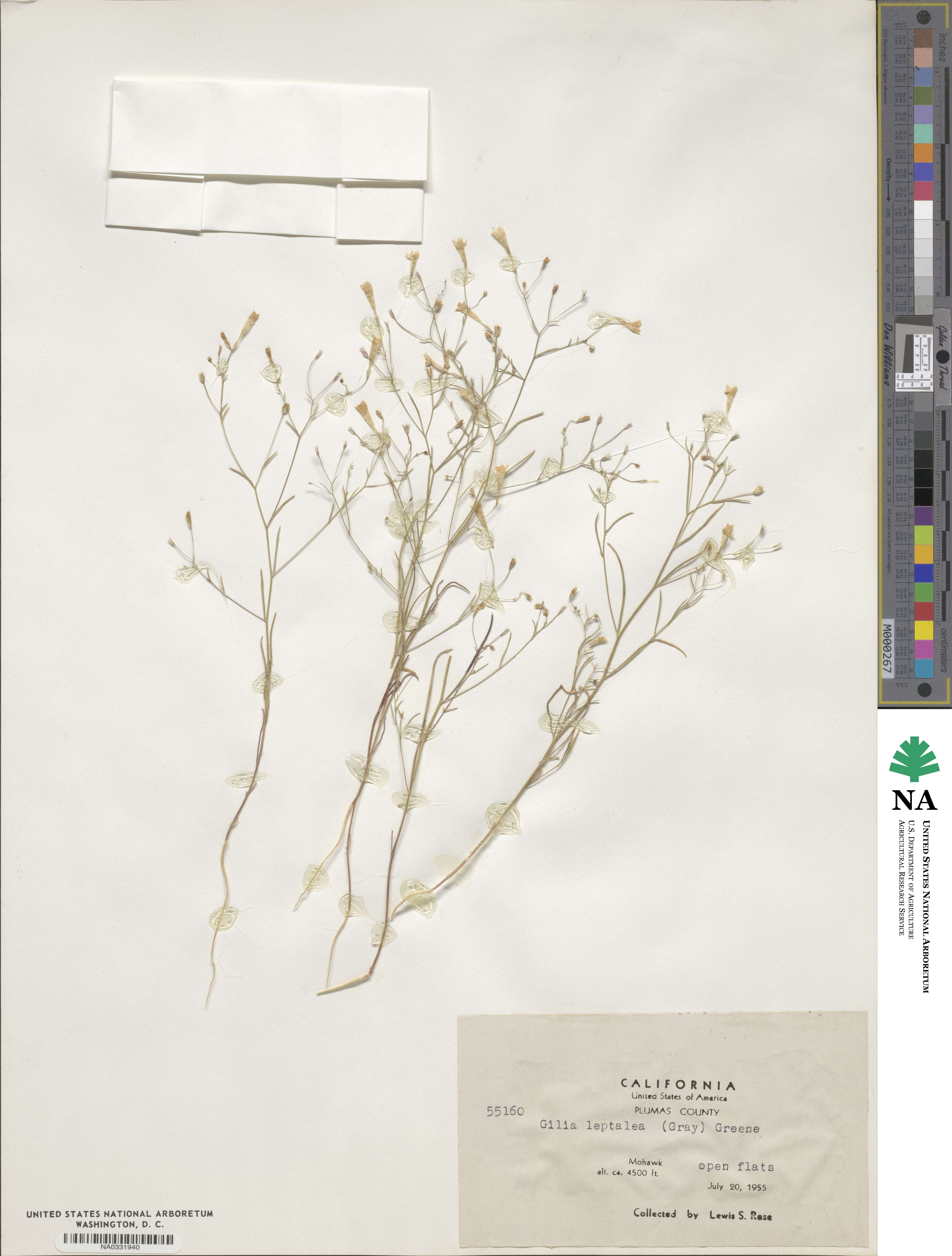 Navarretia leptalea subsp. leptalea image