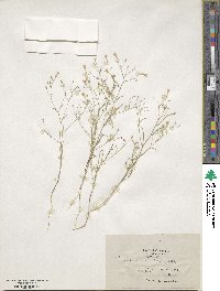 Navarretia leptalea subsp. leptalea image