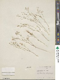 Navarretia leptalea subsp. leptalea image