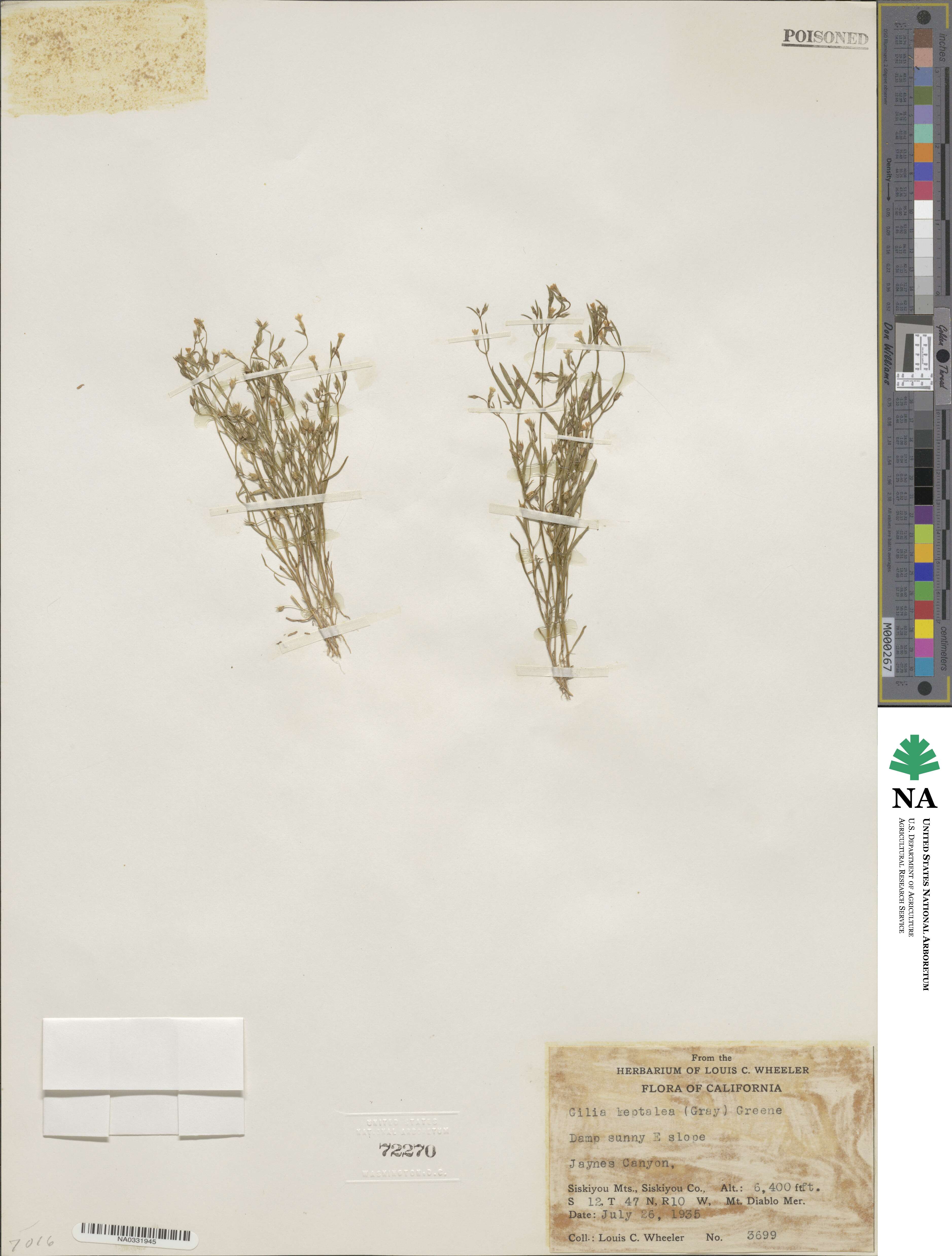 Navarretia leptalea image