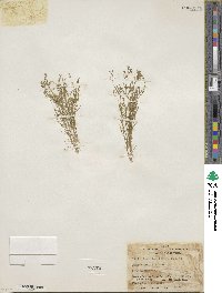 Navarretia leptalea subsp. leptalea image