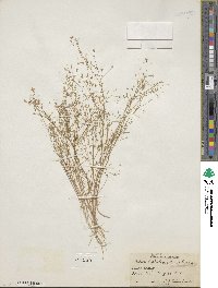 Navarretia leptalea image