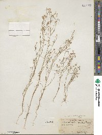 Navarretia leptalea subsp. leptalea image