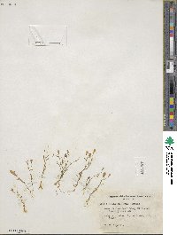 Navarretia leptalea subsp. leptalea image