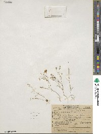 Navarretia leptalea image