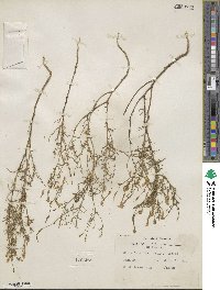 Ipomopsis laxiflora image