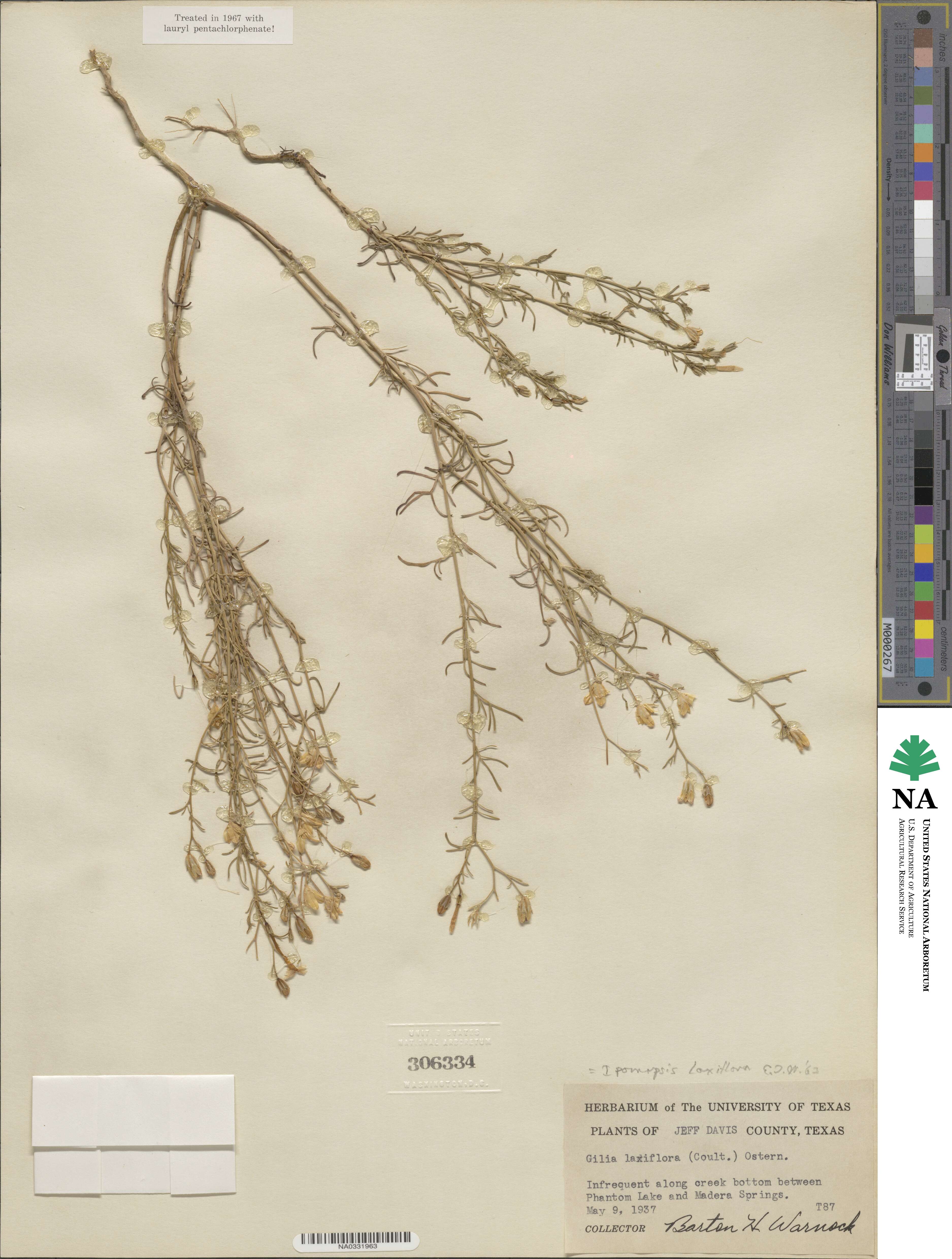 Ipomopsis laxiflora image