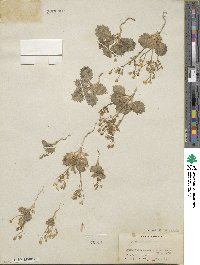 Aliciella latifolia image