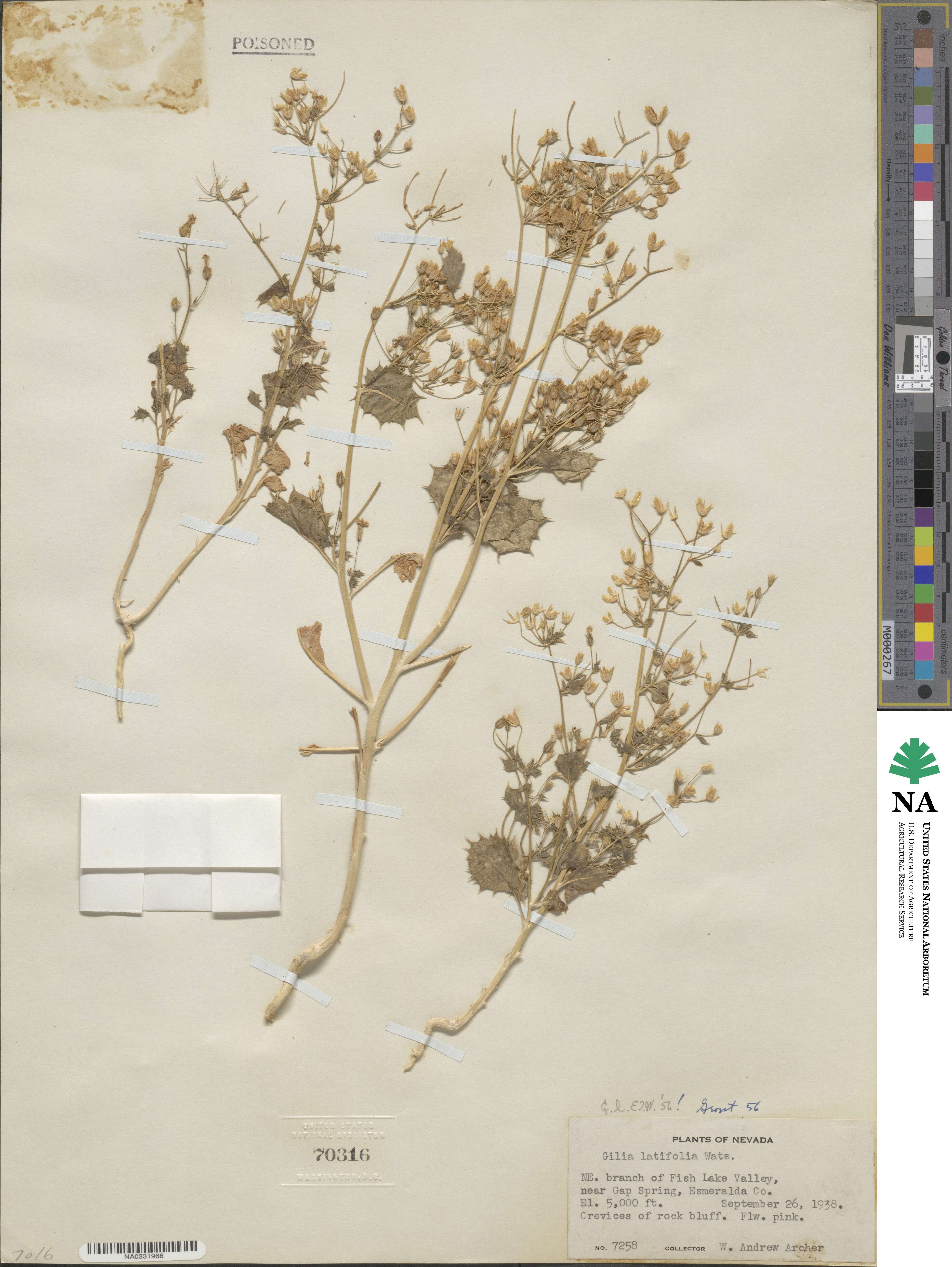 Aliciella latifolia image