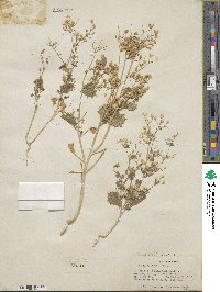 Aliciella latifolia subsp. latifolia image