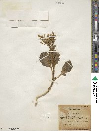 Aliciella latifolia subsp. latifolia image