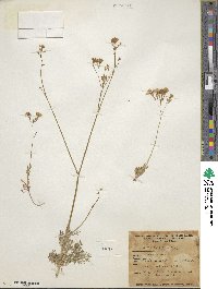 Gilia latiflora image