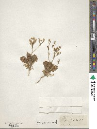 Gilia latiflora image