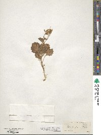 Gilia latiflora image