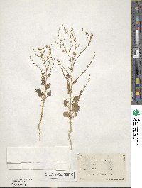 Gilia latiflora image