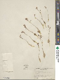 Gilia latiflora image