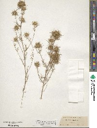 Navarretia intertexta subsp. intertexta image