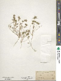 Navarretia intertexta image