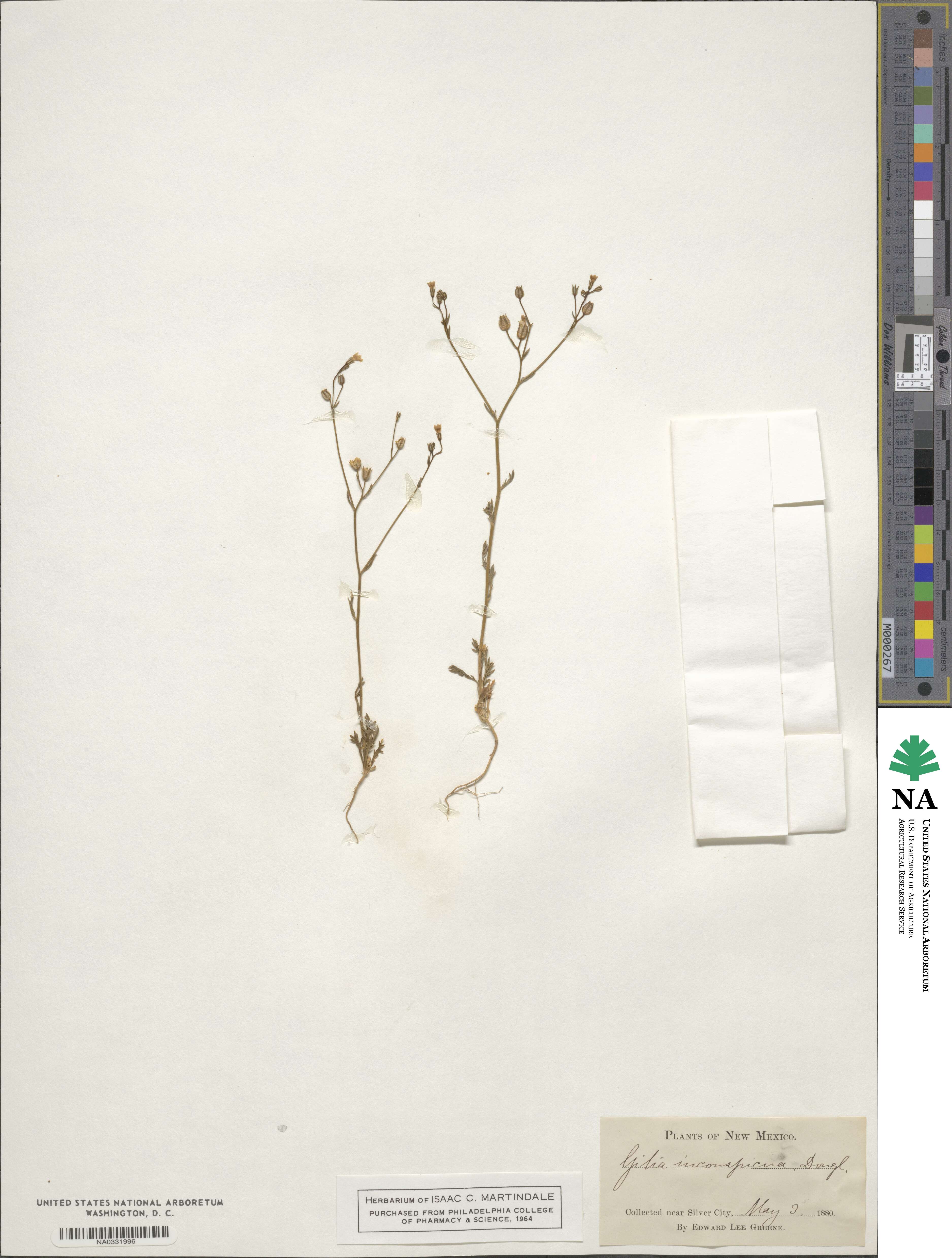 Gilia inconspicua image
