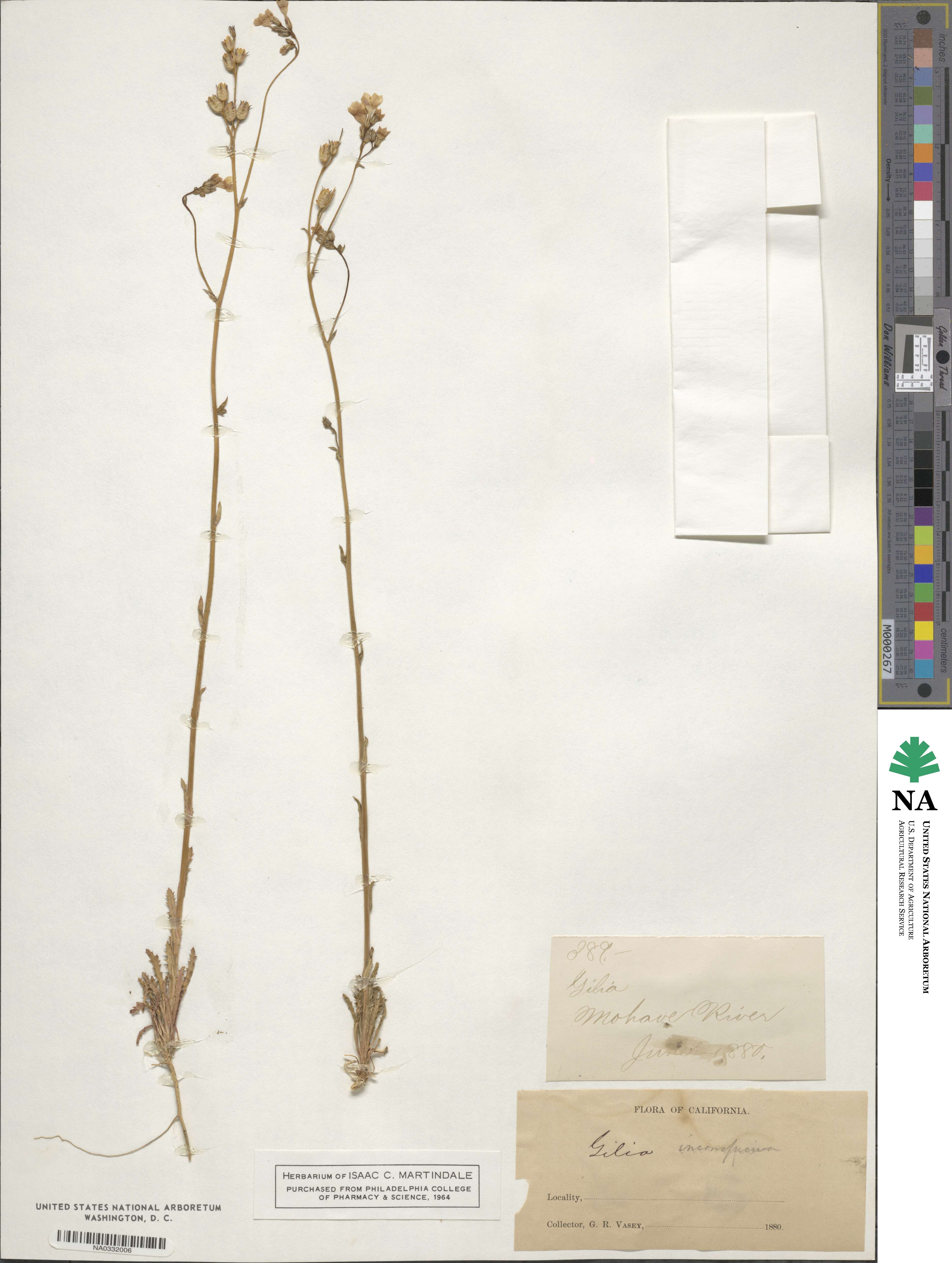 Gilia inconspicua image