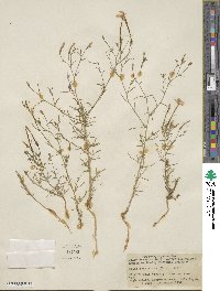 Ipomopsis longiflora image