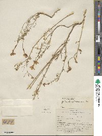 Ipomopsis longiflora image