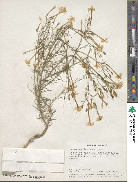 Ipomopsis longiflora image