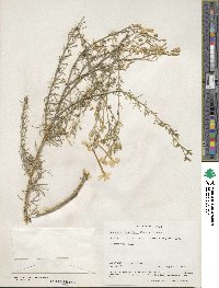 Ipomopsis longiflora image