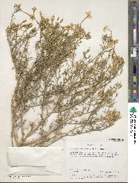 Ipomopsis longiflora image