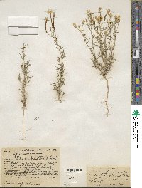 Ipomopsis longiflora subsp. longiflora image