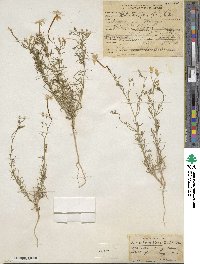 Ipomopsis longiflora image