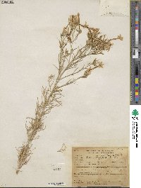 Ipomopsis longiflora image