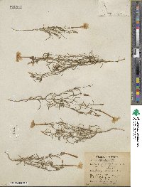 Ipomopsis longiflora image