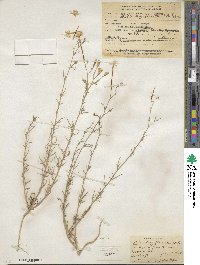 Ipomopsis longiflora image