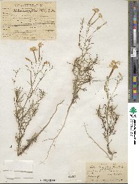 Ipomopsis longiflora image