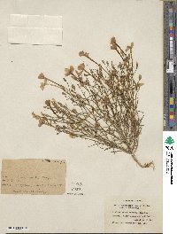 Ipomopsis longiflora image